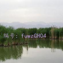 ḻ