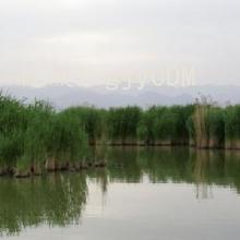 ḻ